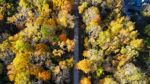 Aerial view of a winding path through vibrant autumn trees in shades of orange, yellow, and green.