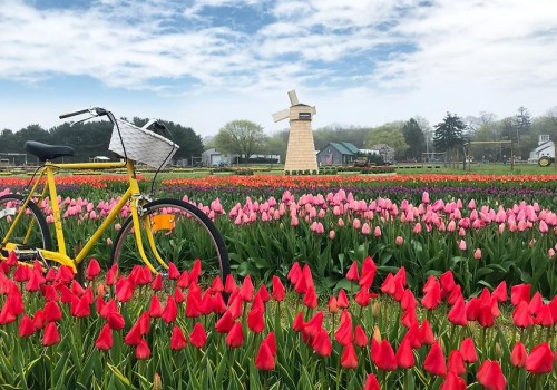 A yellow bicycle in a vibrant tulip field with red, pink, and purple flowers, and a windmill in the background.