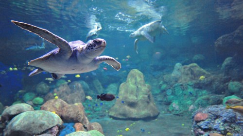 A sea turtle swims gracefully through a vibrant underwater scene with rocks and colorful fish.