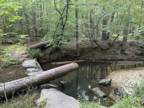 A serene forest scene featuring a calm stream, fallen logs, and lush green trees surrounding the water.