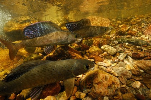 Three fish swimming among rocks and pebbles underwater, with sunlight filtering through the water's surface.