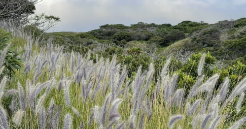 A field of tall, feathery grass sways gently in the breeze, with lush green hills in the background under a cloudy sky.
