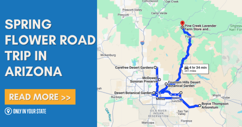 Map showing a spring flower road trip route in Arizona, highlighting stops at various botanical gardens and lavender farms.