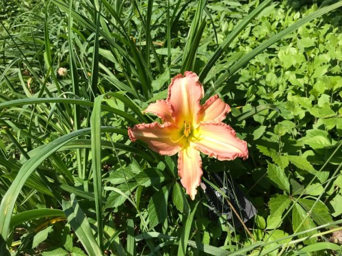 A vibrant orange and yellow flower blooms among lush green foliage.