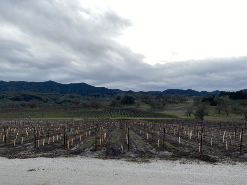 A vineyard with bare vines stretches across the landscape, framed by rolling hills and a cloudy sky.