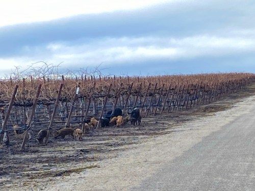A group of dogs exploring a vineyard with bare grapevines under a cloudy sky.