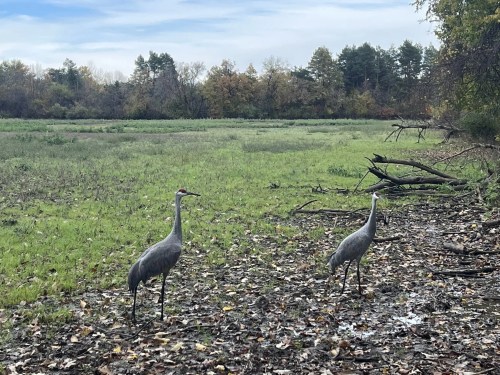Two cranes stand in a grassy, wetland area with trees in the background and fallen leaves on the ground.