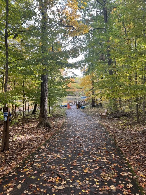 A scenic path through trees with autumn leaves, leading to a bridge over a calm body of water.