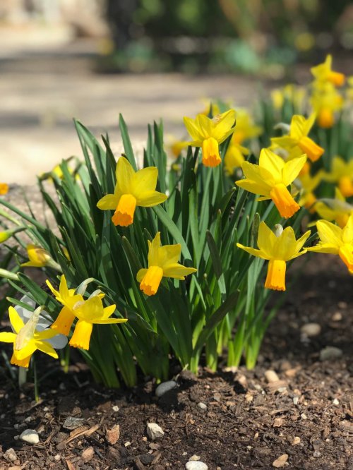 A cluster of bright yellow daffodils blooming among green leaves in a garden setting.