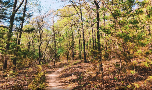 A winding dirt path through a lush forest with green trees and fallen leaves under a clear blue sky.