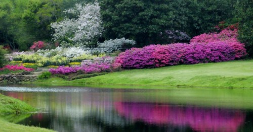 A serene garden with vibrant flowers in shades of pink and white, reflecting in a calm pond surrounded by lush greenery.
