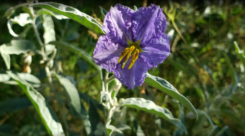 A close-up of a vibrant purple flower with yellow stamens, surrounded by green leaves in a natural setting.
