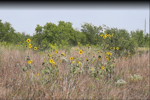 A field of sunflowers amidst tall grass and scattered greenery under a clear sky.