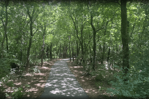 A serene pathway through a lush, green forest with sunlight filtering through the trees.
