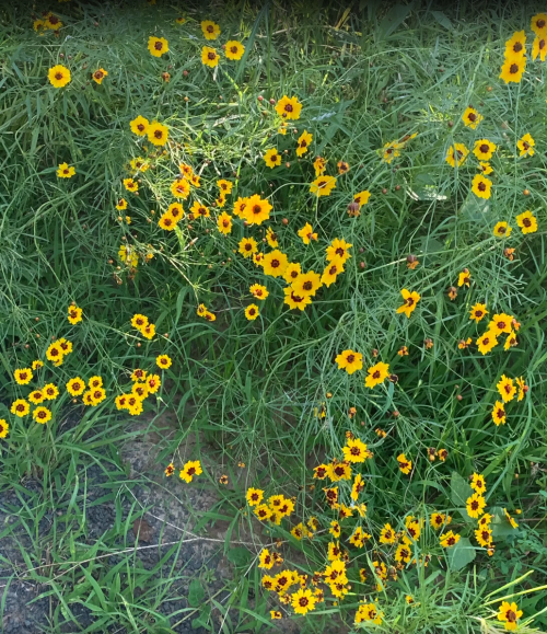 A vibrant patch of yellow wildflowers surrounded by green grass.