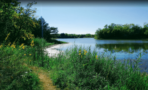 A serene riverbank scene with lush greenery and wildflowers under a clear blue sky.