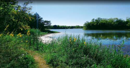 A serene riverbank scene with lush greenery and wildflowers under a clear blue sky.