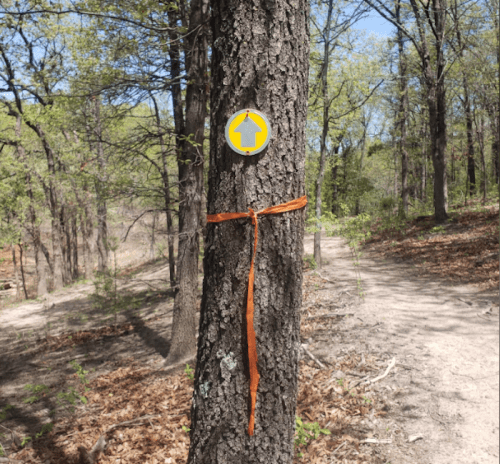 A tree in a forest with a yellow directional sign and an orange ribbon tied around its trunk.