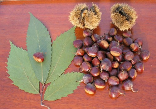 A collection of chestnuts, some in spiky husks, alongside green leaves on a wooden surface.