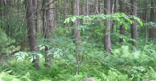 A dense forest scene featuring tall trees and lush green ferns, with a small tree in the foreground.