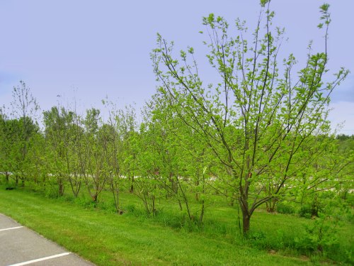 A row of young trees with vibrant green leaves along a grassy area beside a paved path.