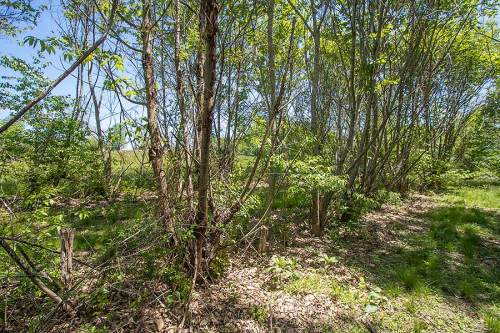 A lush, green forest scene with trees and underbrush under a clear blue sky. Sunlight filters through the leaves.
