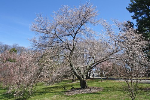 A large, flowering tree with delicate pink blossoms against a clear blue sky in a park setting.