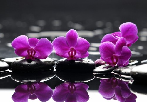 Four vibrant purple orchids resting on smooth black stones, reflected in calm water.