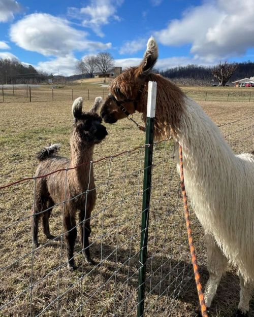 Two llamas interact through a fence in a grassy field under a blue sky with clouds.
