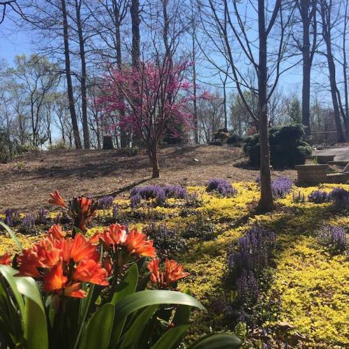 A vibrant garden scene with orange flowers in the foreground, purple blooms, and trees under a clear blue sky.
