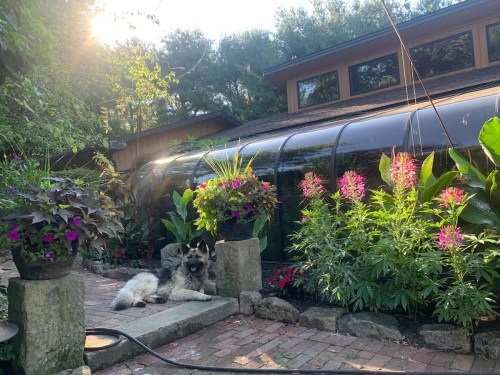 A dog relaxes on a brick path surrounded by vibrant flowers and lush greenery near a modern house.