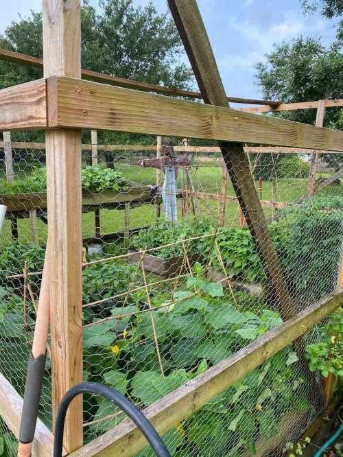 A wooden garden structure with plants growing inside, surrounded by wire fencing and a scarecrow in the background.
