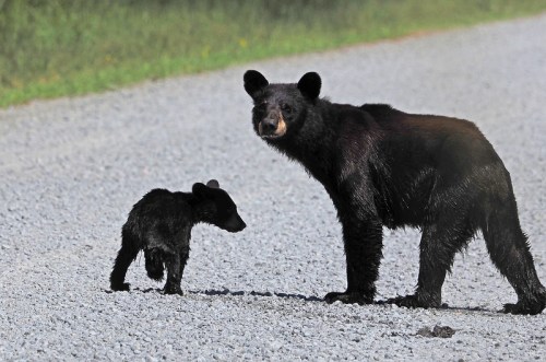 A black bear and a cub stand on a gravel road, surrounded by greenery.