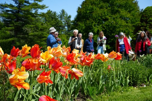 A vibrant garden filled with orange and yellow tulips, with a group of people enjoying the scenery in the background.