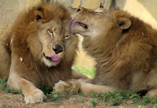 Two lions lounging together, one licking the other's face, surrounded by grass and a rocky background.