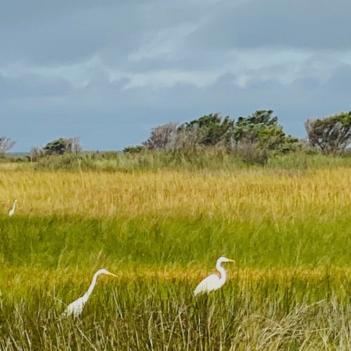 Two white herons stand in a grassy wetland, with a backdrop of trees and cloudy skies.