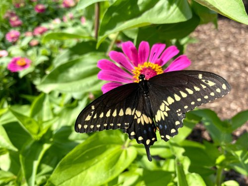 A black butterfly with yellow spots perched on a vibrant pink flower amidst green leaves.