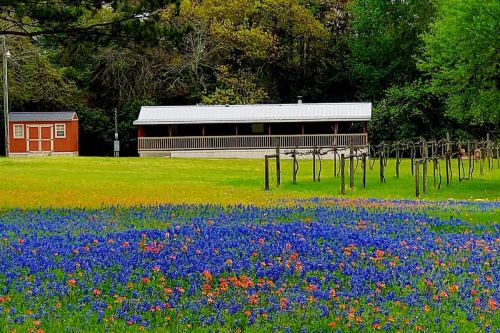 A vibrant field of bluebonnets and wildflowers in front of a rustic building and a small shed, surrounded by trees.