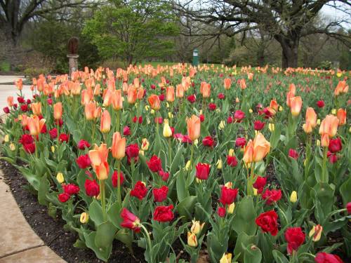 A vibrant garden filled with orange, red, and yellow tulips in full bloom, surrounded by lush greenery.