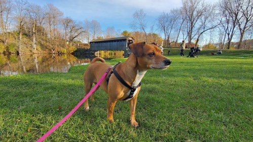 A brown dog on a pink leash stands on green grass near a calm river, with trees and people in the background.