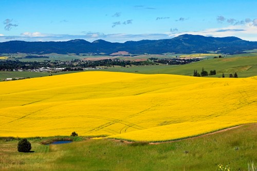 Vibrant yellow fields stretch across rolling hills under a blue sky, with distant mountains and a small town visible.