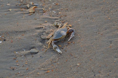 A crab with blue and brown markings crawls across a sandy beach, surrounded by small pebbles and shells.