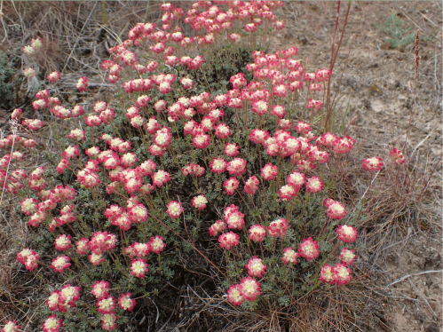 A cluster of small, pink and white flowers blooming on a dry, rocky landscape.