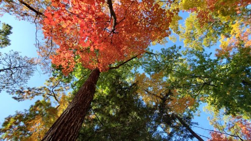 Looking up at vibrant autumn leaves in a forest, showcasing shades of red, orange, and green against a clear blue sky.