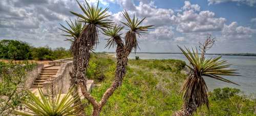 A scenic view of a river with lush greenery and spiky plants under a partly cloudy sky.