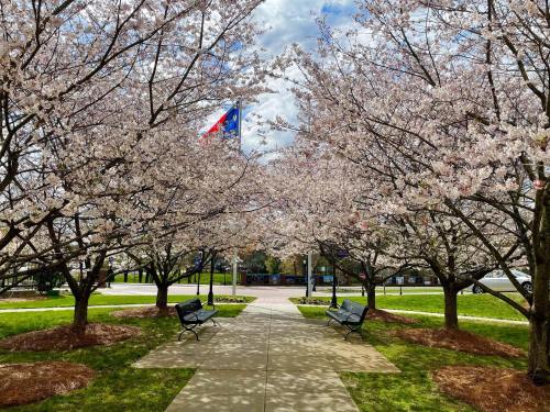 A pathway lined with blooming cherry blossom trees, benches on either side, and a flag in the background under a cloudy sky.