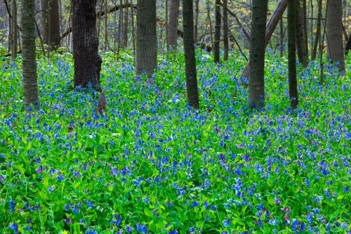 A lush forest scene with vibrant blue flowers covering the ground among tall trees.