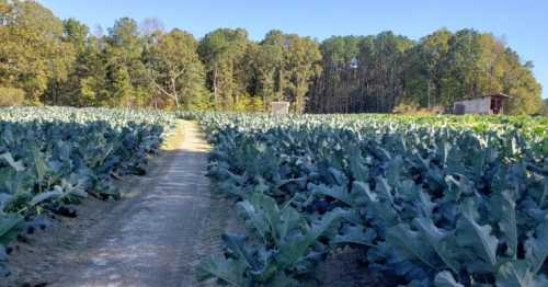 A dirt path runs through a lush field of broccoli plants, surrounded by trees and a shed in the background.