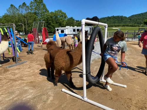 A girl guides a llama through a hoop at a petting farm, with other llamas and people in the background.