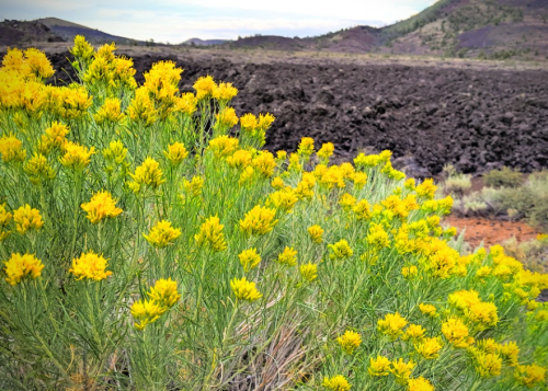 A vibrant yellow flowering plant in the foreground, with a rugged volcanic landscape in the background.